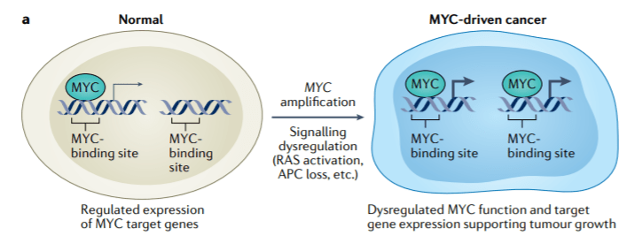 Menin-MYC