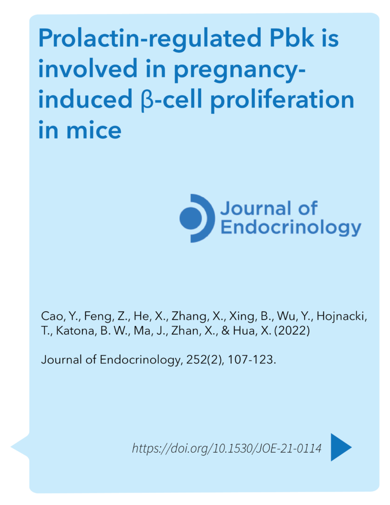 Prolactin-regulated Pbk is involved in pregnancy-induced β-cell proliferation in mice