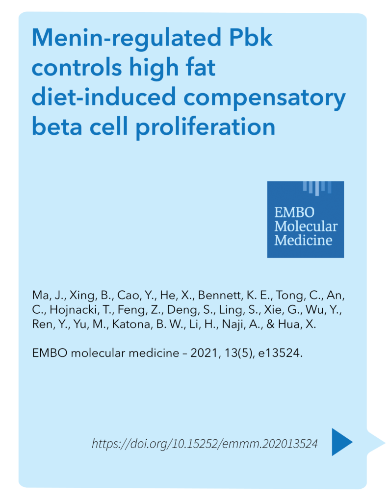 Menin-regulated Pbk controls high fat diet-induced compensatory beta cell proliferation