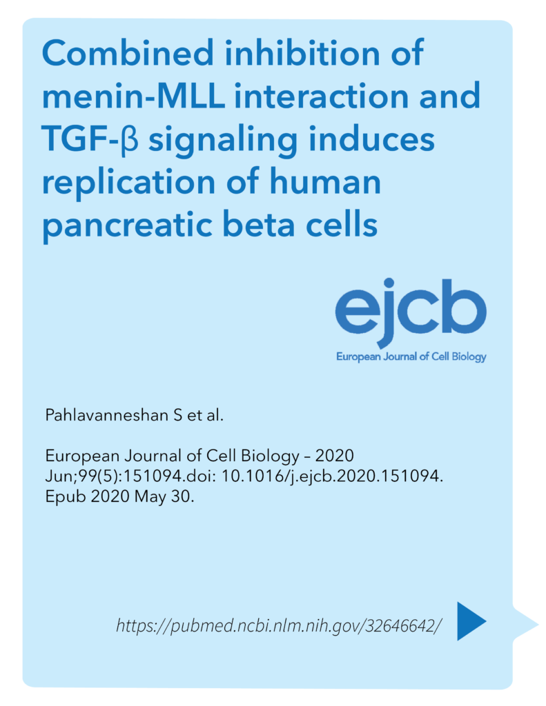 Combined inhibition of menin-MLL interaction and TGF-β signaling induces replication of human pancreatic beta cells