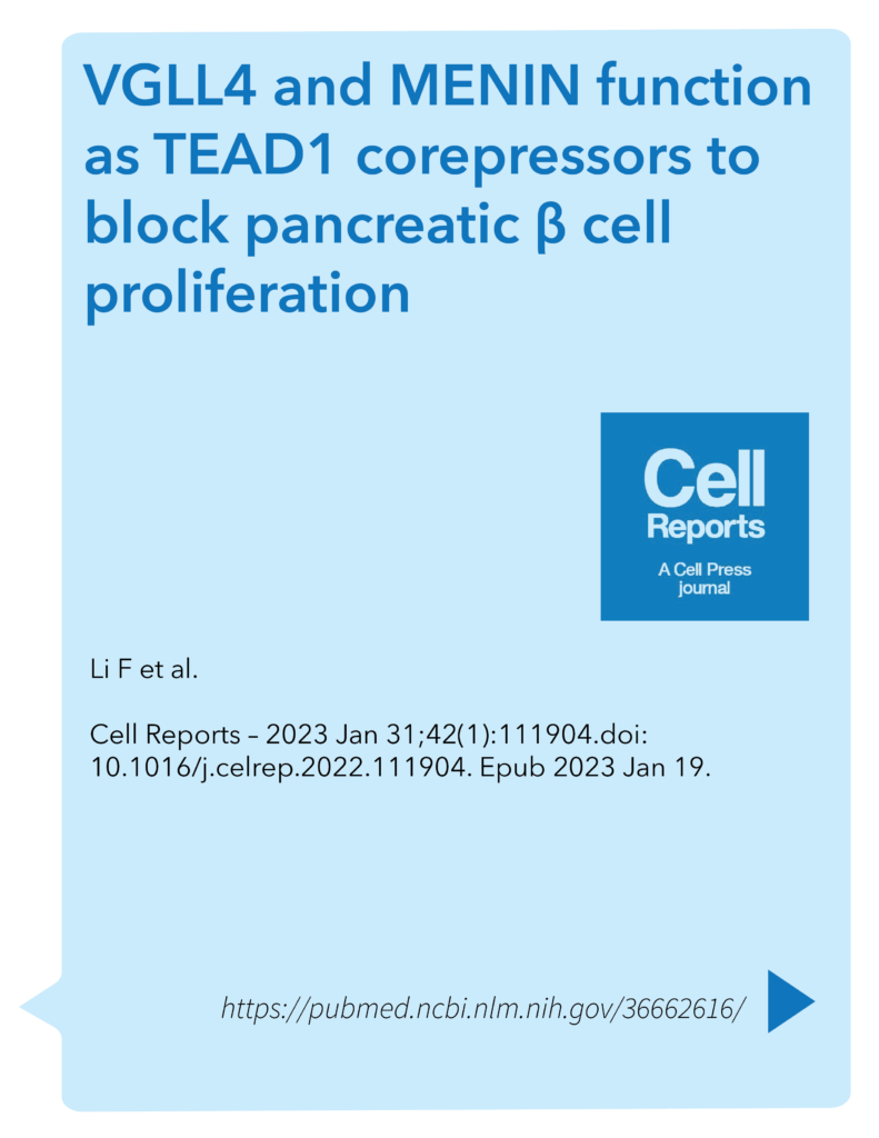 VGLL4 and MENIN function as TEAD1 corepressors to block pancreatic β cell proliferation