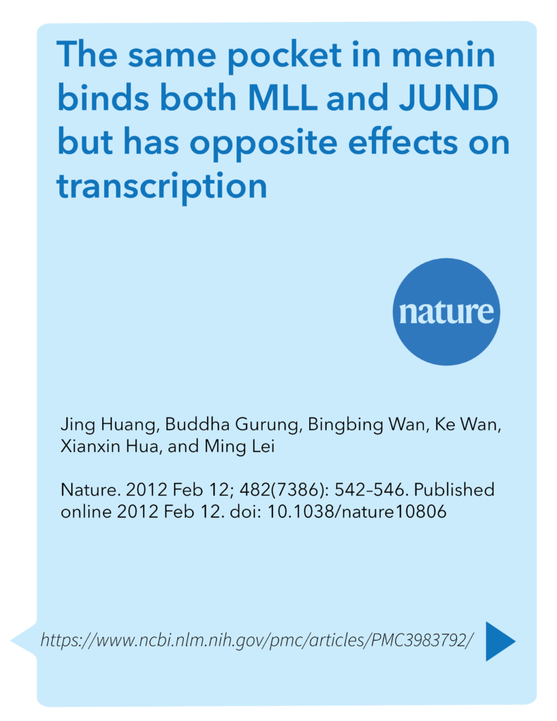 The same pocket in menin binds both MLL and JUND but has opposite effects on transcription